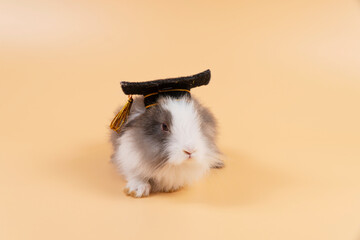 Lovely bunny easter black and white wearing graduation cap while sitting over isolated pastel...