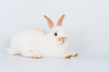 Adorable baby rabbit bunnies brown white looking something while sitting over isolated white background. Easter bunny animal concept.