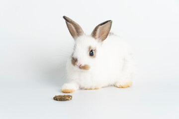 Furry baby bunny with cookie on isolated. Adorable tiny rabbit bunny white and brown hungry eating cookie carrot while sitting over white background. Easter animal bunny and food concept.