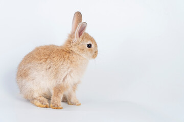 Fototapeta premium Adorable newborn baby rabbit bunnies brown looking at something while sitting over isolated white background. Easter bunny animal concept.