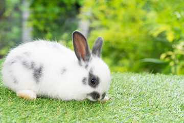 Lovely furry baby rabbit bunny white black looking at something while sitting playful on green grass over bokeh nature background. Easter animal new born bunny concept.