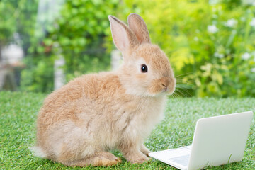 Newborn tiny rabbit bunny brown white with small laptop sitting on the green grass. Lovely baby rabbit looking at something on lawn natural background. Easter fluffy rodent concept