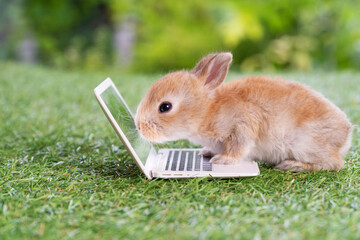 Adorable baby rabbit bunny with laptop studying online or working sitting on green grass. Cuddle...