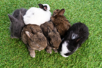 Group of six cuddly furry rabbit bunny lying down sleep together on green grass over natural background. Family baby rabbits sitting togetherness on lawn. Easter newborn bunny family concept.