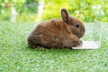 Newborn tiny rabbit brown bunny with laptop sitting on the green grass. Lovely baby rabbit working...