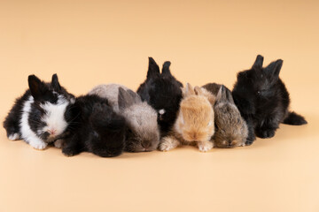 Group of little newborn bunny rabbits lying together over isolated pastel background. Family lovely small furry baby rabbits sitting on orange background. Easter holiday concept.