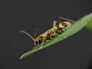 The insect chlorophorus annularis perched on the leaf