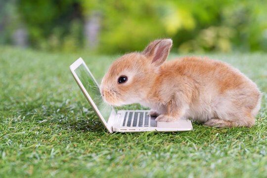 Adorable baby rabbit bunny with laptop studying online or working sitting on green grass. Cuddle newborn brown bunny looking screen small notebook on nature background. Animal idea technology concept.