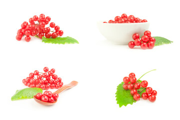 Set of pimbina berries on a white background cutout