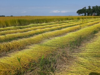 a flax field with rows of ripe plants with seeds that are pulled out and are drying at the field in...