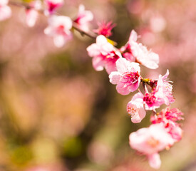 Fototapeta na wymiar close up of pink blossoming peach flowers