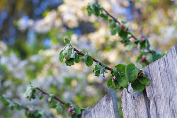 Wilted rosebuds of apple trees in spring