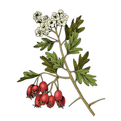 Hand drawn hawthorn with berries and blossoms - obrazy, fototapety, plakaty