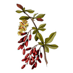 Hand drawn barberry with berries and blossoms