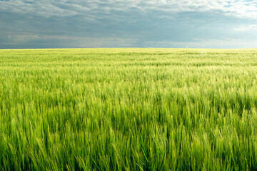 A large field of barley and clouds on the sky