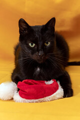 Black cat lies with santa hat for animals in front of it. Yellow background. Selective focus. Picture for articles about animals and Christmas.