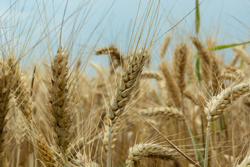 Ears of grain close-up, view in a july day