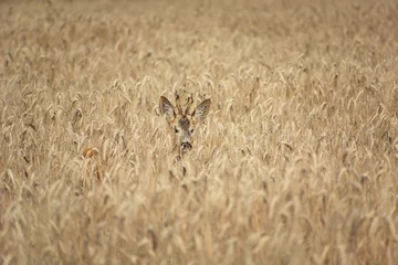 Tuinposter A male roe deer hidden in the ears of grain © darekb22