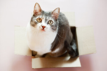 Beautiful cat sits in cardboard box and looks up. Lovely well-groomed pet waiting. Focused gaze of cat.