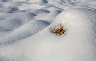 grass under the snow