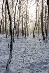 fog in the forest..
