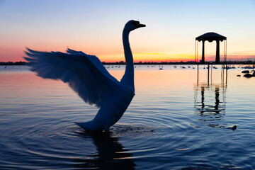 White swan flaps its wings against the background of sunset in the circles on the water in the lake Sasyk Sivash.
