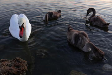 Swan chicks feed next to their white swan mother in the water of the lake.