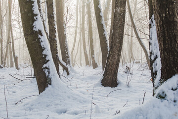 Fototapeta premium fog in the forest..