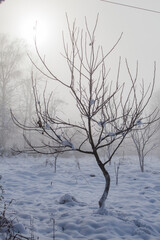 walnut tree