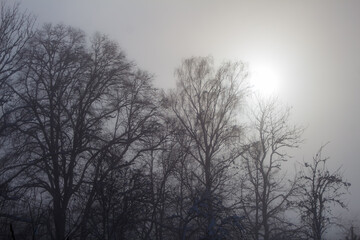 Fototapeta na wymiar sun in fog