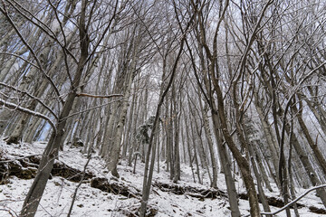 trees in snow, Red Mountain, Ciucas Mountains, Romania 