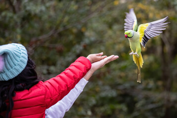 Shallow focus of a green Newton's parakeet parrot