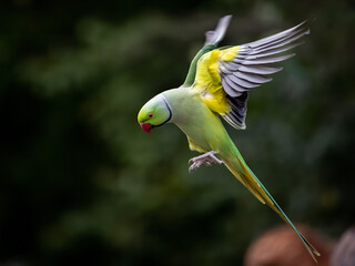 Shallow focus of a green Newton's parakeet parrot © Kev Kindred/Wirestock