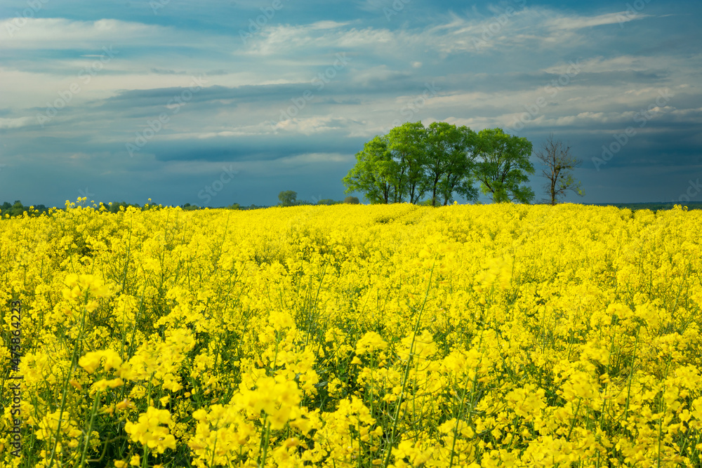 Wall mural Yellow rape field and trees on the horizon - Wall murals