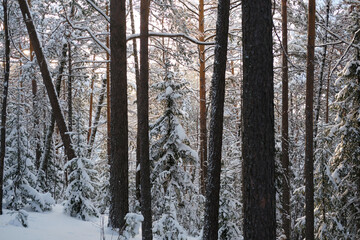 Fototapeta premium forest in winter