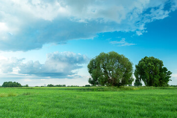 Large trees on a meadow and clouds on the sky