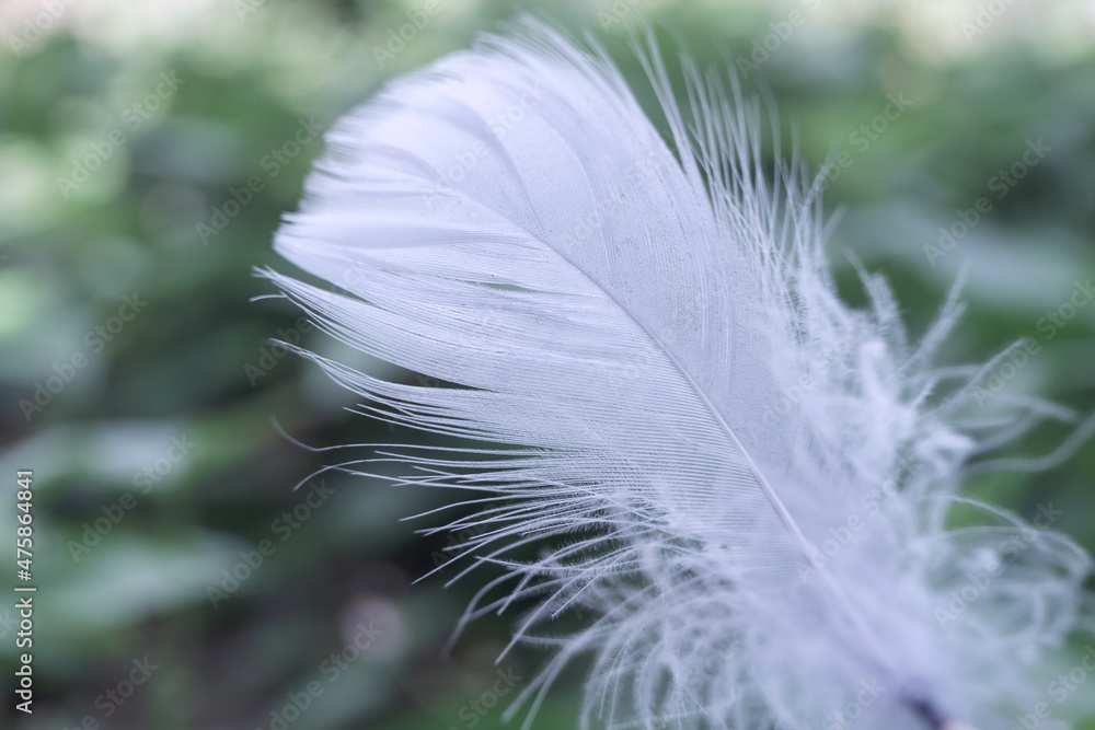 Poster Close up Beautiful one Bird feather on a bokeh.  Pattern background for design texture.