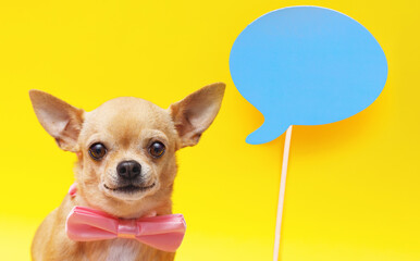 Portrait of cute puppy chihuahua in  tie butterfly. Little smiling dog on yellow background. Free space for text.