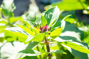 basil flower, Fresh basil flower plant in the garden