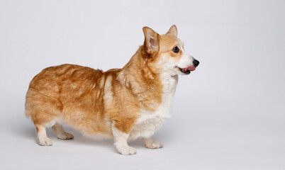 Portrait of cute puppy corgi. Little smiling dog on gray background. Free space for text.