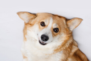 Portrait of cute puppy corgi. Little smiling dog on gray background. Free space for text.