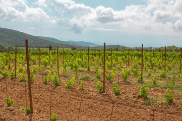 Fototapeta na wymiar Newly planted vineyard in the red soil with the background of the hills. Organic cultivation.