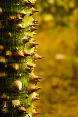Vertical closeup shot of the bark of ceiba speciosa, silk floss tree