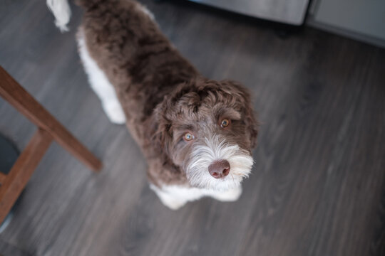 Cute labradoodle standing on a floor and looking to the camera