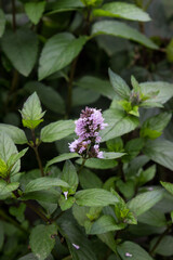 Mint in the garden. Blooming mint. Herbs.