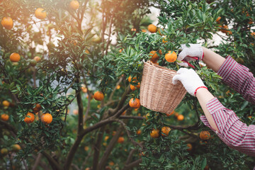 Close up of farmer or gardener hand with glove using pruning shears harvest orange on the tree.