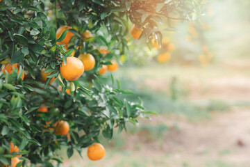 Ripe and fresh tangerine oranges hanging on branch, orange orchard. Bunch of ripe oranges hanging on a tree.