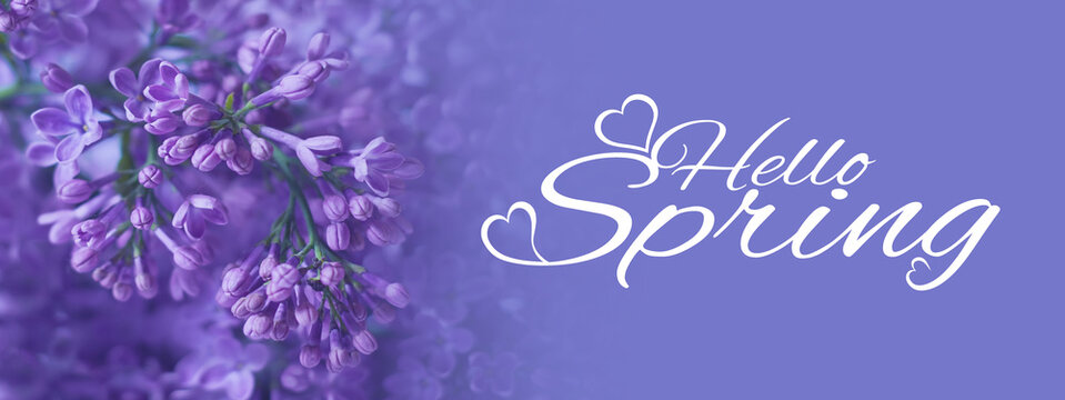 hello spring, lilacs on a purple background