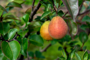 Ripe pears on a branch against a background of green foliage