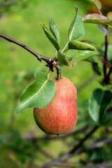 Ripe pears on a branch against a background of green foliage